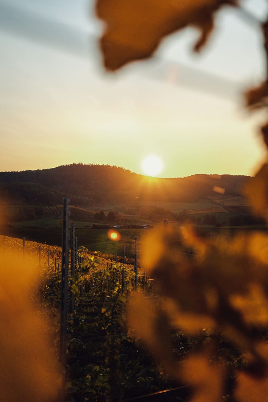 Een wijngaard op een heuvel bij zonsondergang, met herfstbladeren op de voorgrond